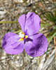 purple velvet