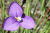 purple velvet