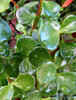 dripping jade