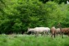 deers