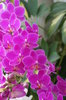 orchid