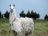 llama
