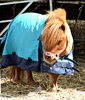 undercover pony
