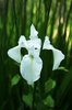 white iris