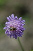 Bee and flower