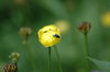 Yellow flower