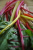 Swiss chard