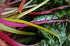 Swiss chard 4