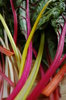 Swiss chard 6
