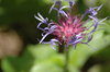 Fly and flower