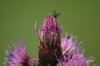 Fly and flower 2