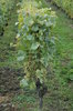 Vineyard 4
