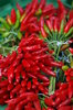 Hot chillies