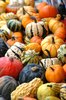 Pumkins, squashes & gourds 2