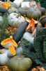 Pumkins, squashes & gourds 4