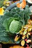 Cabbage