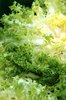 Frisee salad