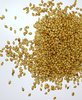 Coriander grains (spice)
