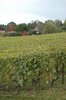 Vineyard 2