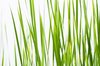 Grass