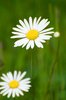 Daisies