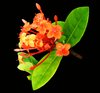 Orange Flowers