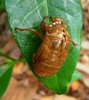 Cicada Shell