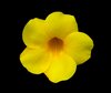 Yellow Flower