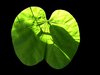 Leaf 2