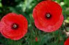 corn poppy