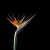 Bird of paradise II