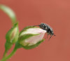 bug on bud