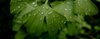 ginko leaf