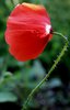 corn poppy