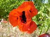 flower  21