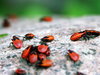 insect