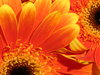 Gerbera 1