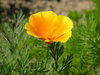 flowers from my garden 6