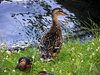 Wild Duck