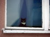 Cat in the window
