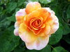 rose = róża 1