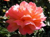 rose = róża 15
