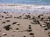sea 10