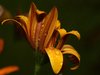 Margerit with raindrops