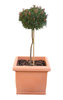 A plant
