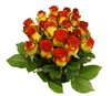 isolated roses