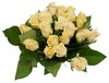 isolated roses