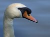 Swan