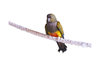 Parrot 1