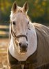 White horse